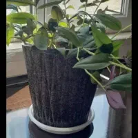 گل و گلدان طبیعی|گل و گیاه طبیعی|کرمانشاه, |دیوار