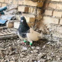 کبوتر کلیی|پرنده|سوسنگرد, |دیوار