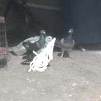 یک جفت کبوتر ماده