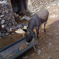 خر خوان گله