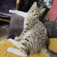 گربه گم شده|حیوانات|خوی, |دیوار