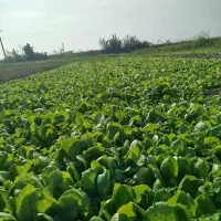 بذر کاهو مرزنکلاته