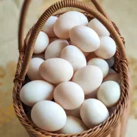 تخم اردک تازه و محلی|خوردنی و آشامیدنی|نجف‌آباد, رجایی شمالی|دیوار