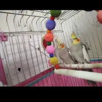 عروس هلندی نروماده