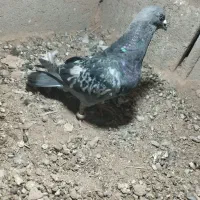 کبوتر|پرنده|قائن, |دیوار