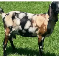 قصاب حرفه ای