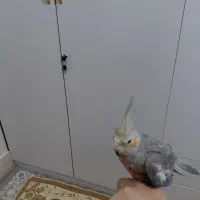 عروس هلندی|پرنده|قم, سید معصوم|دیوار