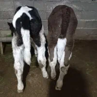 گوساله ماده سیمینتال مونت،هلشتاین نرجنس دار اصل