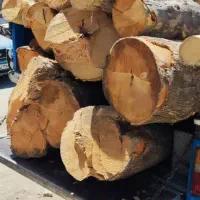 خریدار چوب کنده درخت ریشه