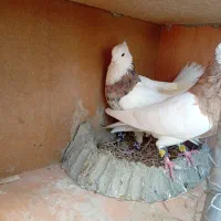 تعدادی طوقی|پرنده|تهران, هلال احمر|دیوار