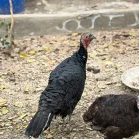 بوقلمون ارگانیک|حیوانات مزرعه|شهریار, شهرک امیریه|دیوار