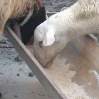 فروش امپرال اصل