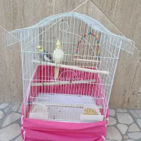 عروس هلندی|پرنده|آباده, |دیوار