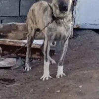 سگ ماده افقانی