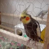 عروس هلندی مولد ..شهرک ژوان