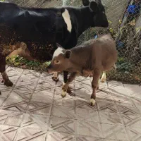 گاو گوساله|حیوانات مزرعه|مریوان, |دیوار