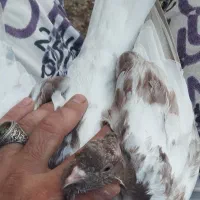 ۴ عدد کبوتر باهم برای نو بازی|پرنده|مشهد, شهید رضوی|دیوار