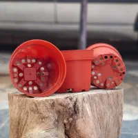 کود رویشی NPK ، گلدان پاچیرا