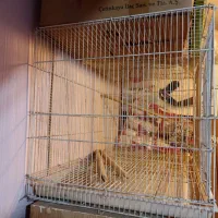 قفس پرنده در سه سایز|لوازم جانبی حیوانات|تهران, کاج|دیوار