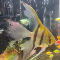 ماهی آنجل|ماهی|میاندوآب, |دیوار