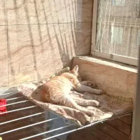 غذای گربه و خاک گربه وخود گربه|گربه|اراک, |دیوار