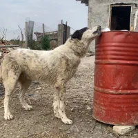 توله البای نر