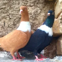 دوتاکبوترطوق سفیددورگردن سفیدزردسرخ ماده باهم