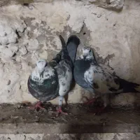 کبوتر
