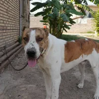 سگ افغان البای بسیار خوشگل|سگ|گنبد کاووس, |دیوار