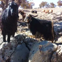 ساورین|حیوانات مزرعه|بولی, |دیوار