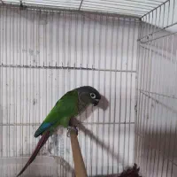 طوطی گرینچیک ماده بالغ کارداده|پرنده|فریدون‌کنار, |دیوار