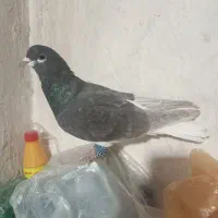 کبوتر شهری یال خوشرنگ سیاه سوسنی قهوه ای|پرنده|شیراز, شهرک جماران|دیوار