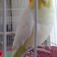 فروش دو عدد عروس هلندی