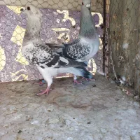 ۴ جفت سبز کاکلی. آلمانی. پشت سبز|پرنده|بیرجند, |دیوار