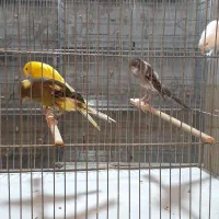 رسمی بلندماده|پرنده|قم, زاد|دیوار