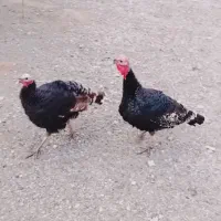 بوقلمون نر جوان