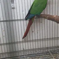 ۲ جفت گرینچیک|پرنده|کارون, |دیوار