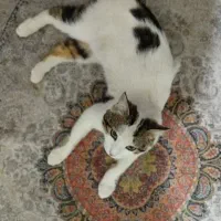 گربه گم شده