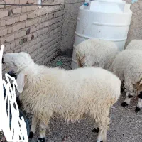 بره|حیوانات مزرعه|هامون, |دیوار