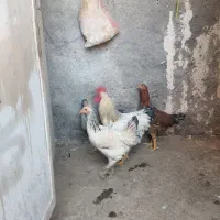 مرغ و خروس و جوجه
