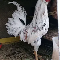 فروش خورس گلین