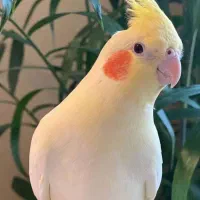 عروس هلندی لوتین