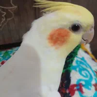 گمشده
