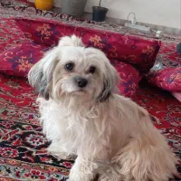 سگ پا کوتاه