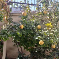 ویلایی ۲۱۲ متری|فروش خانه و ویلا|اصفهان, ابر|دیوار