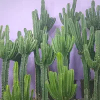 کاکتوس قدبلند