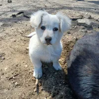 سگ پاکوتاه پامر سایز ریز