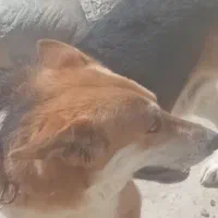 سگ ژرمن  نر شناسنامه دار. واکسن خورده