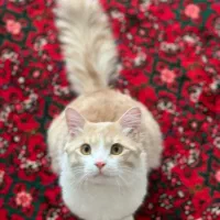 گربه خانگی|گربه|شیراز, ستارخان|دیوار