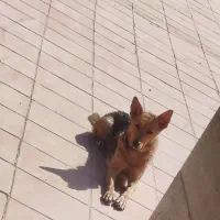 سگ ژرمن ورکلاین ماده|سگ|هشتگرد, ینگی امام|دیوار